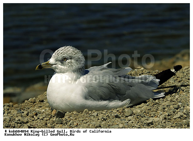 ����������� �����, ����������, �����, �����, ������� �����, ������� �����, ������ ������, ���, DONE, ��������, Laridae, Larus delawarensis, XYZ