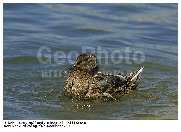 ����������, ������, �����, Anas platyrhynchos, DONE, ������, Anatidae, �����, �����, ��������, �������������, XYZ