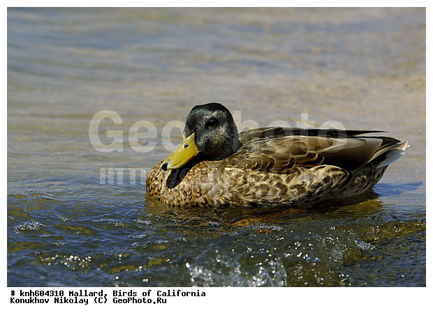 ����������, ������, �����, Anas platyrhynchos, DONE, ������, Anatidae, �����, �����, ��������, �������������, DONE, XYZ