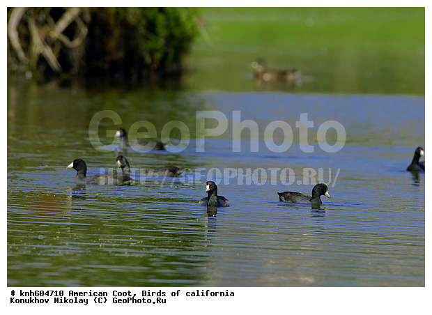 ������������ ������, ����������, ������, �����, �����, ������ ������, ���, DONE, �����������, Rallidae, Fulica americana, XYZ