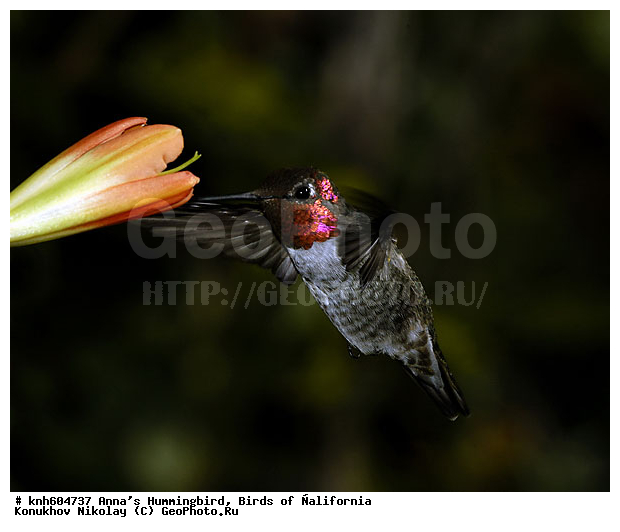 ����������, ������� ����, �������, �����, �����, ����������� �����, ���-��������, ���, DONE, �������, Trochilidae, Calypte anna, XYZ