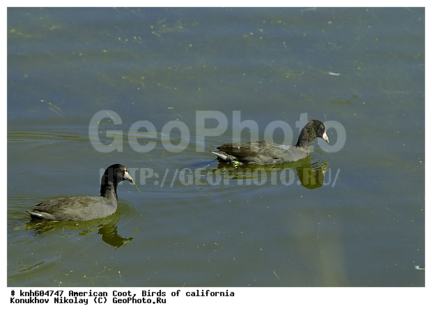 ������������ ������, ����������, ������, �����, �����, ������ ������, ���, DONE, �����������, Rallidae, Fulica americana, XYZ