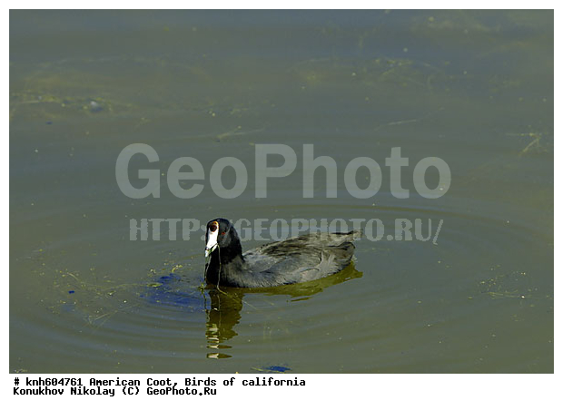 ������������ ������, ����������, ������, �����, �����, ������ ������, ���, DONE, �����������, Rallidae, Fulica americana, XYZ