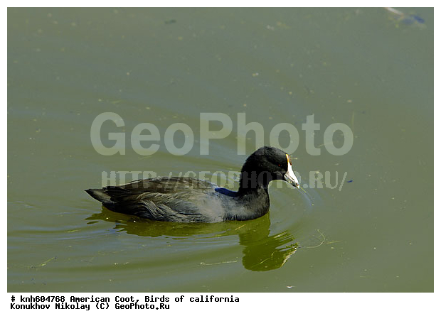 ������������ ������, ����������, ������, �����, �����, ������ ������, ���, DONE, �����������, Rallidae, Fulica americana, XYZ