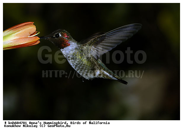 ����������, ������� ����, �������, �����, �����, ����������� �����, ���-��������, ���, DONE, �������, Trochilidae, Calypte anna, XYZ