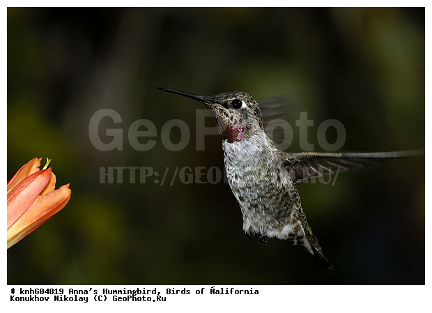 ����������, ������� ����, �������, �����, �����, ����������� �����, ���-��������, ���, DONE, �������, Trochilidae, Calypte anna, XYZ