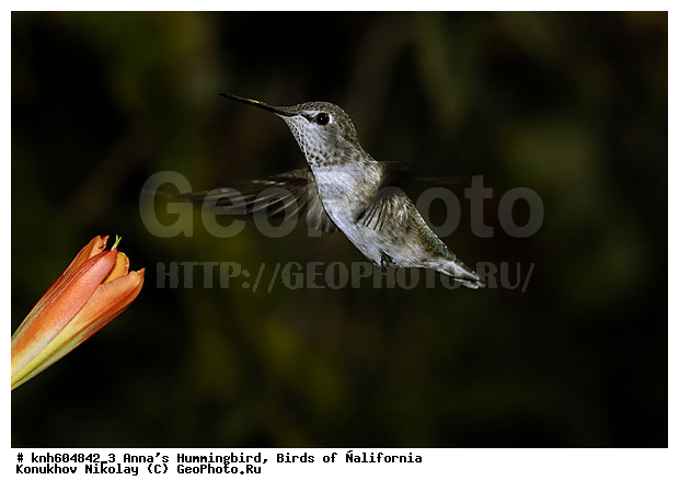 ����������, ������� ����, �������, �����, �����, ����������� �����, ���-��������, ���, DONE, �������, Trochilidae, Calypte anna, XYZ