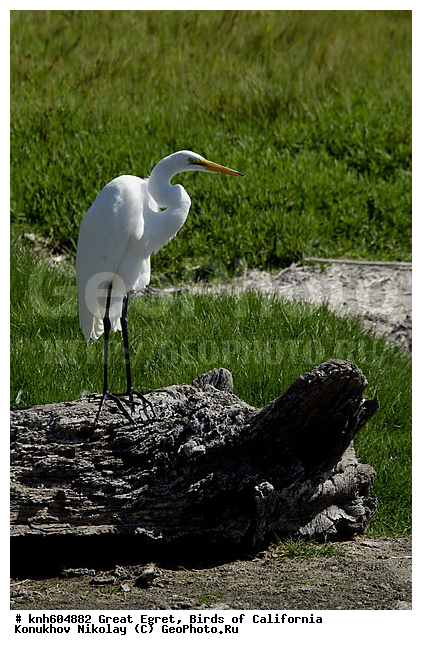 ������� ����� �����, ����������, �����, �����, �����, ������ ������, ���, DONE, ��������, Ardeidae, Ardea alba, XYZ