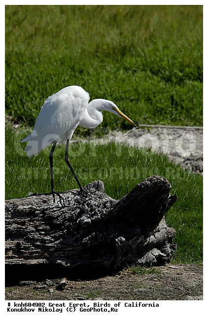 ������� ����� �����, ����������, �����, �����, �����, ������ ������, ���, DONE, ��������, Ardeidae, Ardea alba, XYZ