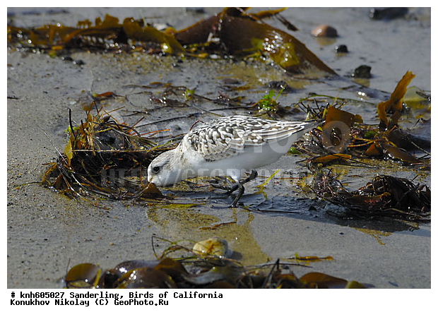 ����������, ��������, �����, �����, ������, ������ ������, ���, DONE, ���������, Scolopacidae, Calidris alba, XYZ