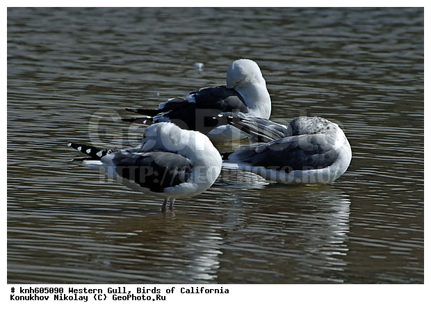 �������� �����, ����������, �����, �����, ������� �����, ������� �����, ������ ������, ���, DONE, ��������, Laridae, Larus occidentalis, XYZ