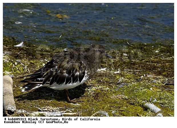 ����������, ������ ����������, ����������, �����, �����, ������, ������ ������, ���, DONE, ���������, Scolopacidae, Arenaria melanicephala, ���������� ������������, XYZ