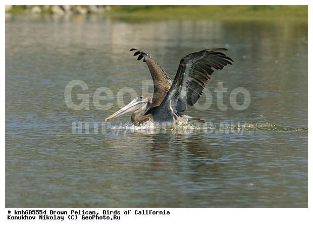 ������������ ����� �������, ����������, �������, �����, ������� �����, ������� �����, ������ ������, ���, DONE, �����������, Pelecanidae, Pelecanus occidentalis, ����� �������, XYZ