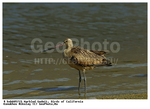 ����������, ��������� ����������, ����������, �����, �����, ������, ������ ������, ���, DONE, ���������, Scolopacidae, Limosa fedoa, ��������� ����������, XYZ