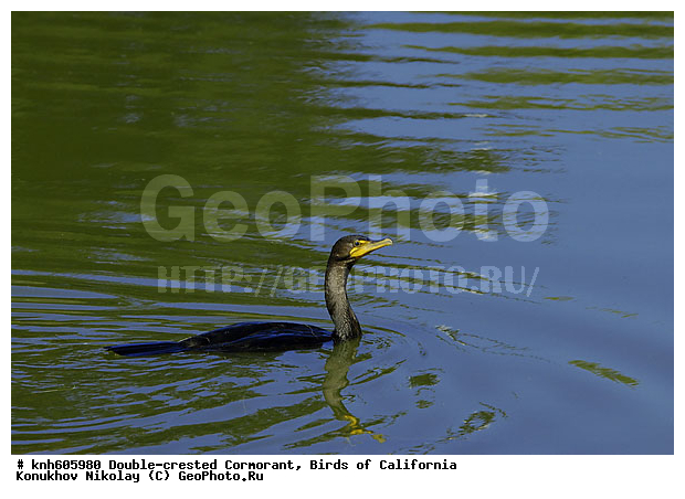 ����������, ������� ������, ������, �����, ������� �����, ������� �����, ������ ������, ���, DONE, ����������, Phalacrocoracidae, Phalacrocorax auritus, XYZ