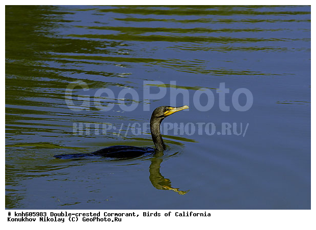 ����������, ������� ������, ������, �����, ������� �����, ������� �����, ������ ������, ���, DONE, ����������, Phalacrocoracidae, Phalacrocorax auritus, XYZ