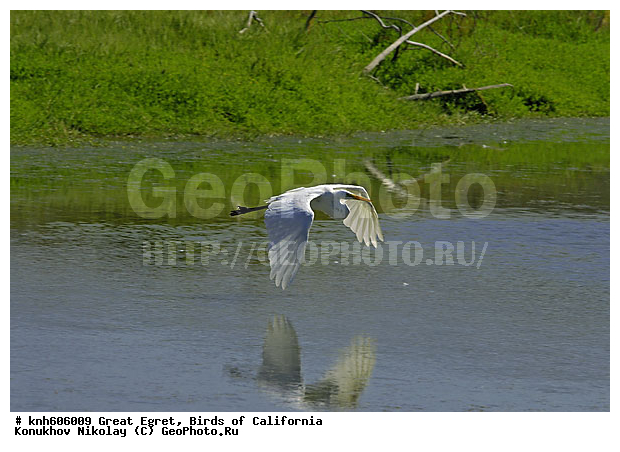 ������� ����� �����, ����������, �����, �����, �����, ������ ������, ���, DONE, ��������, Ardeidae, Ardea alba, XYZ