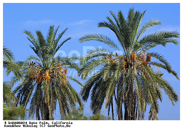 ����������, ��������� ������, ������, ���������, ������ ��������, �����, ��������,  ���������� ��������, ������� ��������, ������������ ��������, �����, �����, ����, �����, DONE, ���������, ������, ��������, Arecaceae, Palmae, Palmaceae, ��������� ������, ����� ������������, ����� ���������, Phoenix dactylifera, XYZ