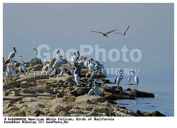 ������������ ����� �������, ����������, �������, �����, ������� �����, ������� �����, ����� ������ ��, ���, DONE, �����������, Pelecanidae, Pelecanus erythrorhynchos, ������ ��������, XYZ