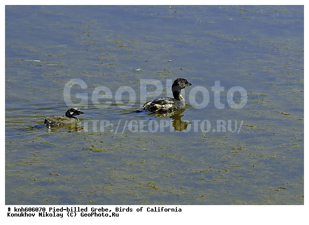 ����������, ������� ������������, �������, �����, ������� �����, ������� �����, ������ ������, ���, DONE, ����������, Podicipedidae, Podilymbus Podiceps, ���������� �������, ����� ������������ �������, ����������� �������, XYZ