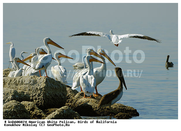 ������������ ����� �������, ����������, �������, �����, ������� �����, ������� �����, ����� ������ ��, ���, DONE, �����������, Pelecanidae, Pelecanus erythrorhynchos, ������ ��������, XYZ