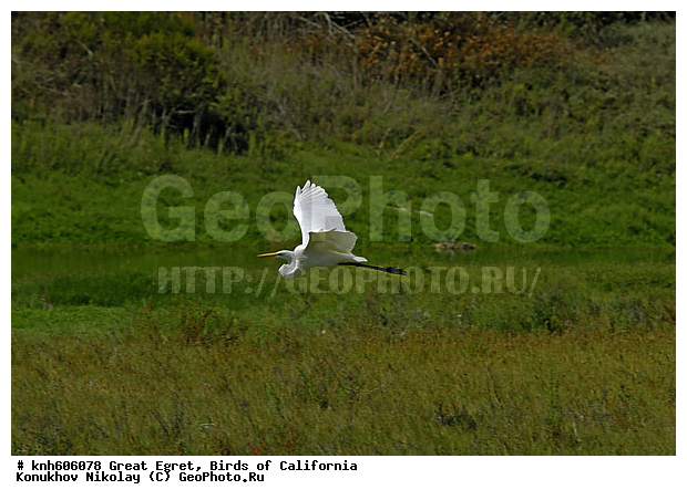 ������� ����� �����, ����������, �����, �����, �����, ������ ������, ���, DONE, ��������, Ardeidae, Ardea alba, XYZ