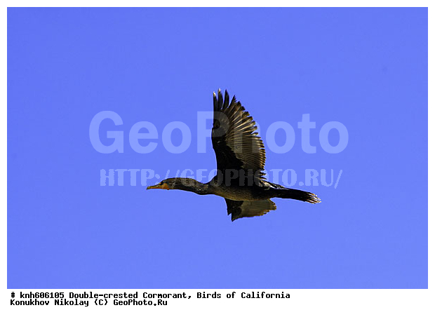 ����������, ������� ������, ������, �����, ������� �����, ������� �����, ������ ������, ���, DONE, ����������, Phalacrocoracidae, Phalacrocorax auritus, XYZ