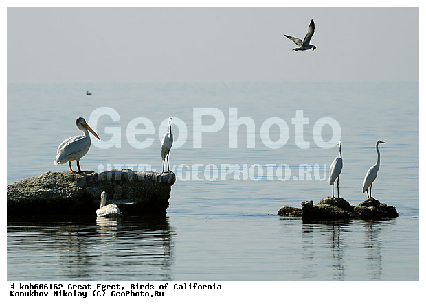 ������� ����� �����, ����������, �����, �����, �����, ����� ������ ��, ���, DONE, ��������, Ardeidae, Ardea alba, ������ ��������, XYZ