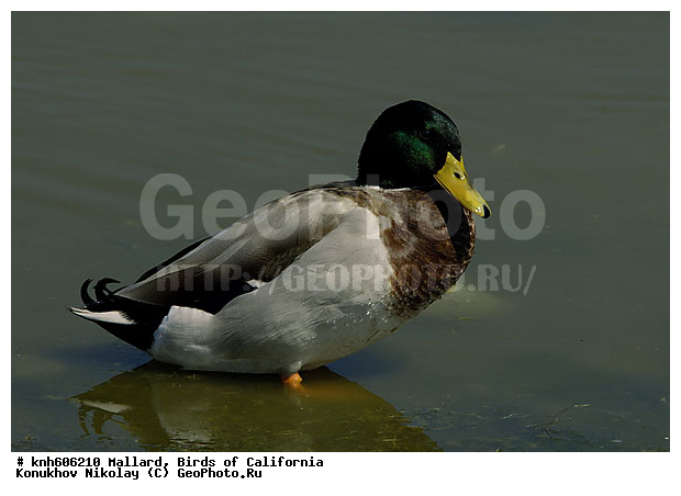 ����������, ������, �����, Anas platyrhynchos, DONE, ������, Anatidae, �����, �����, ��������, �������������, DONE, XYZ