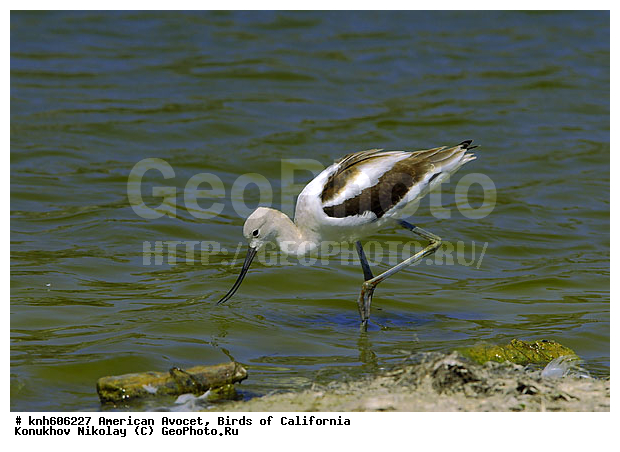 ������������ ����������, ����������, �����, ����������, ������ ������, ���, DONE, �������������, Recurvirostridae, Recurvirostra americana, �����, ������, XYZ