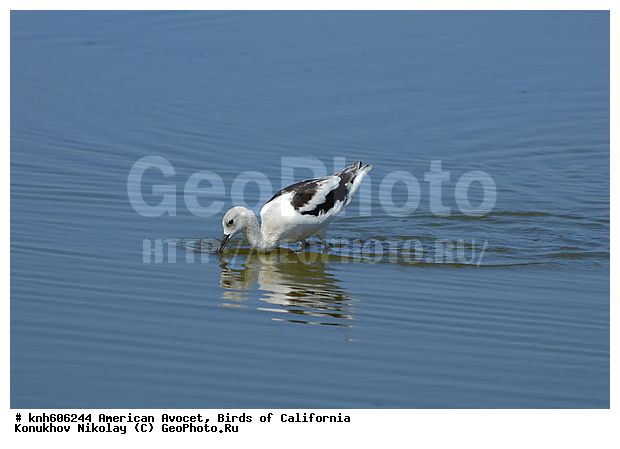 ������������ ����������, ����������, �����, ����������, ����� ������ ��, ���, DONE, �������������, Recurvirostridae, Recurvirostra americana, �����, ������, ������ ��������, XYZ