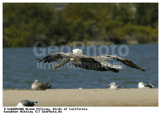 ������������ ����� �������, ����������, �������, �����, ������� �����, ������� �����, ������ ������, ���, DONE, �����������, Pelecanidae, Pelecanus occidentalis, ����� �������, XYZ