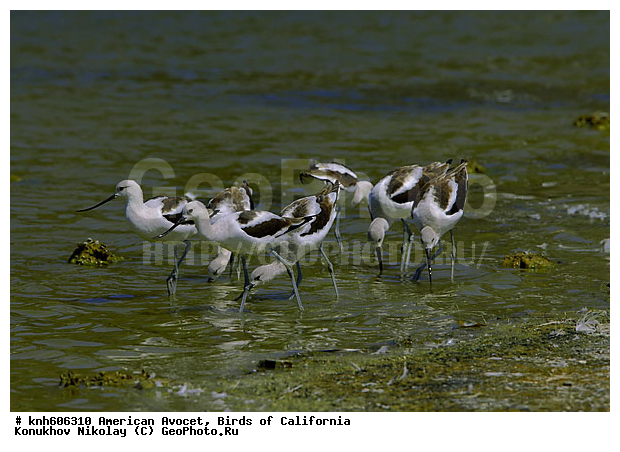 ������������ ����������, ����������, �����, ����������, ������ ������, ���, DONE, �������������, Recurvirostridae, Recurvirostra americana, �����, ������, XYZ