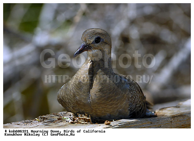 ����������, �������� �������, �������, �����, �����, ����� ������ ��, ���, DONE, ���������, Columbidae, Zenaida macroura, ������ ��������, XYZ