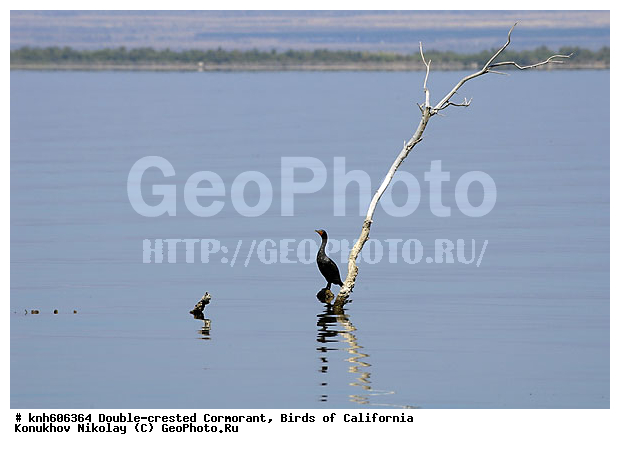 ����������, ������� ������, ������, �����, ������� �����, ������� �����, ����� ������ ��, ���, DONE, ����������, Phalacrocoracidae, Phalacrocorax auritus, ������ ��������, XYZ