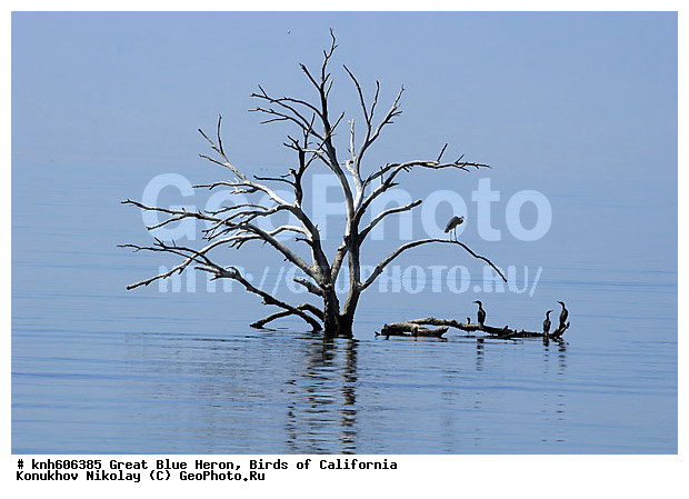 ������� ������� �����, ����������, �����, �����, �����, ����� ������ ��, ���, DONE, ��������, Ardeidae, Ardea herodias, ������ ��������, XYZ