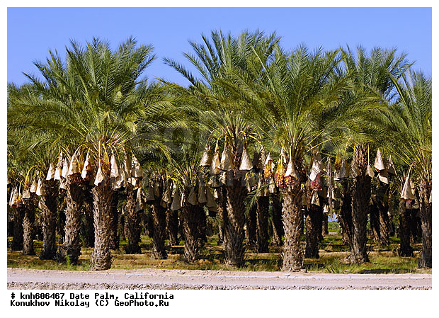 ����������, ��������� ������, ������, ���������, ������ ��������, �����, ��������,  ���������� ��������, ������� ��������, ������������ ��������, �����, �����, ����, �����, DONE, ���������, ������, ��������, Arecaceae, Palmae, Palmaceae, ��������� ������, ����� ������������, ����� ���������, Phoenix dactylifera, XYZ