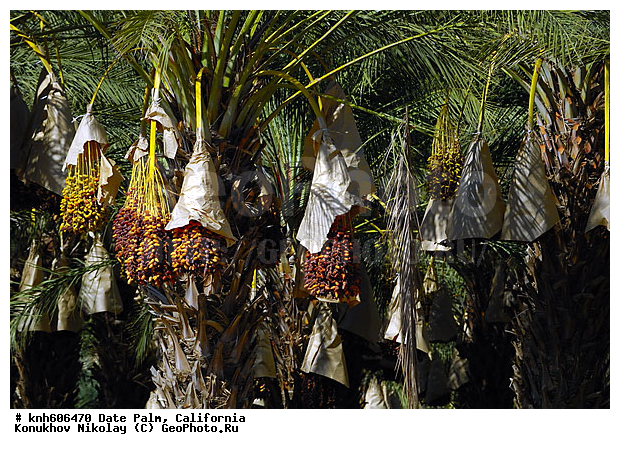 ����������, ��������� ������, ������, ���������, ������ ��������, �����, ��������,  ���������� ��������, ������� ��������, ������������ ��������, �����, �����, ����, �����, DONE, ���������, ������, ��������, Arecaceae, Palmae, Palmaceae, ��������� ������, ����� ������������, ����� ���������, Phoenix dactylifera, XYZ