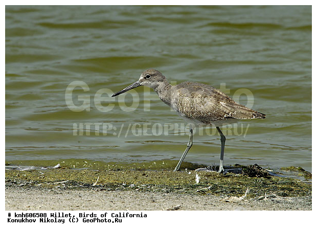 ����������, ���������������� ����, �����, ����, �����, ������, ������ ������, ���, DONE, ���������, Scolopacidae, Catoptrophorus semipalmatus, XYZ