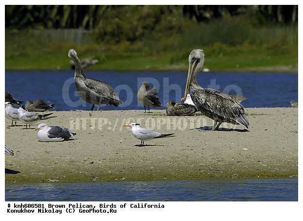 ������������ ����� �������, ����������, �������, �����, ������� �����, ������� �����, ������ ������, ���, DONE, �����������, Pelecanidae, Pelecanus occidentalis, ����� �������, XYZ