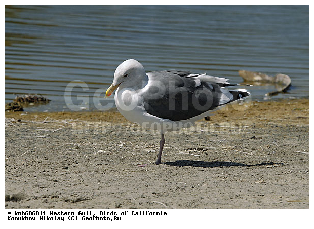 �������� �����, ����������, �����, �����, ������� �����, ������� �����, ������ ������, ���, DONE, ��������, Laridae, Larus occidentalis, XYZ