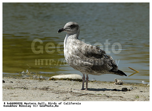 �������� �����, ����������, �����, �����, ������� �����, ������� �����, ������ ������, ���, DONE, ��������, Laridae, Larus occidentalis, XYZ