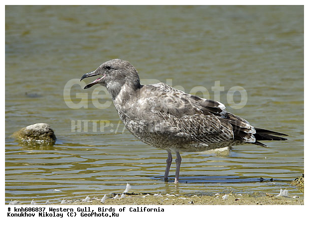 �������� �����, ����������, �����, �����, ������� �����, ������� �����, ������ ������, ���, DONE, ��������, Laridae, Larus occidentalis, XYZ