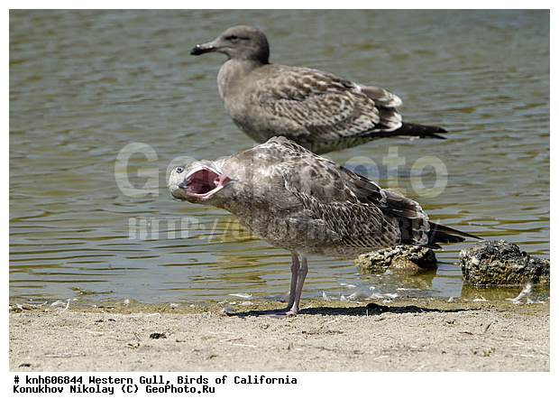 �������� �����, ����������, �����, �����, ������� �����, ������� �����, ������ ������, ���, DONE, ��������, Laridae, Larus occidentalis, XYZ