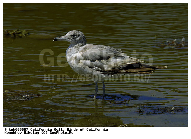 �������������� �����, ����������, �����, �����, ������� �����, ������� �����, ������ ������, ���, DONE, ��������, Laridae, Larus californicus, XYZ