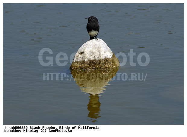 ����������, �����, �����, ������ ������, ���, DONE, ����������, ���������� ���������, Tyrannidae, Sayornis nigricans, ������ ���, XYZ