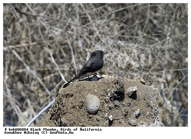 ����������, �����, �����, ������ ������, ���, DONE, ����������, ���������� ���������, Tyrannidae, Sayornis nigricans, ������ ���, XYZ