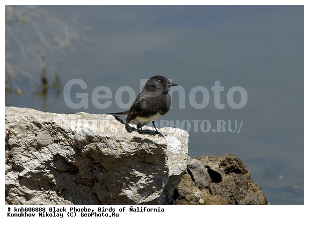 ����������, �����, �����, ������ ������, ���, DONE, ����������, ���������� ���������, Tyrannidae, Sayornis nigricans, ������ ���, XYZ