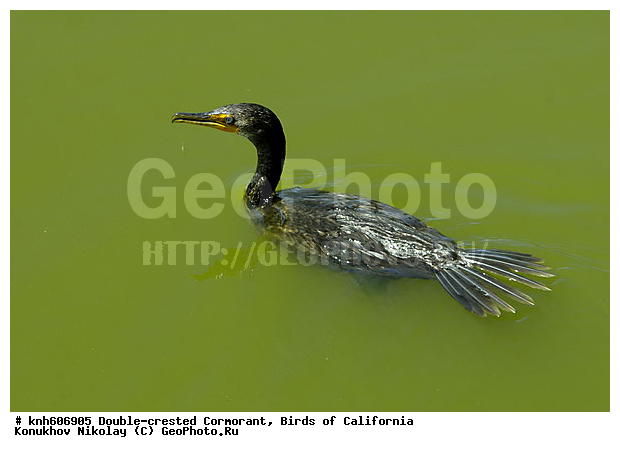 ����������, ������� ������, ������, �����, ������� �����, ������� �����, ������ ������, ���, DONE, ����������, Phalacrocoracidae, Phalacrocorax auritus, XYZ