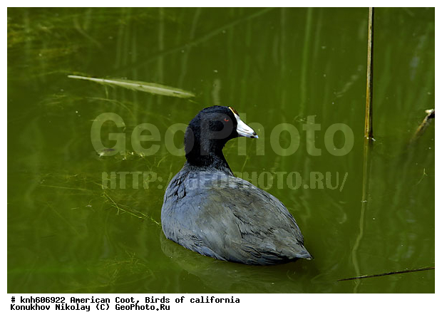 ������������ ������, ����������, ������, �����, �����, ������ ������, ���, DONE, �����������, Rallidae, Fulica americana, XYZ